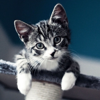 Domestic Kitten papel de parede para celular para iPad