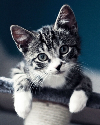 Domestic Kitten - Fondos de pantalla gratis para iPhone 4S
