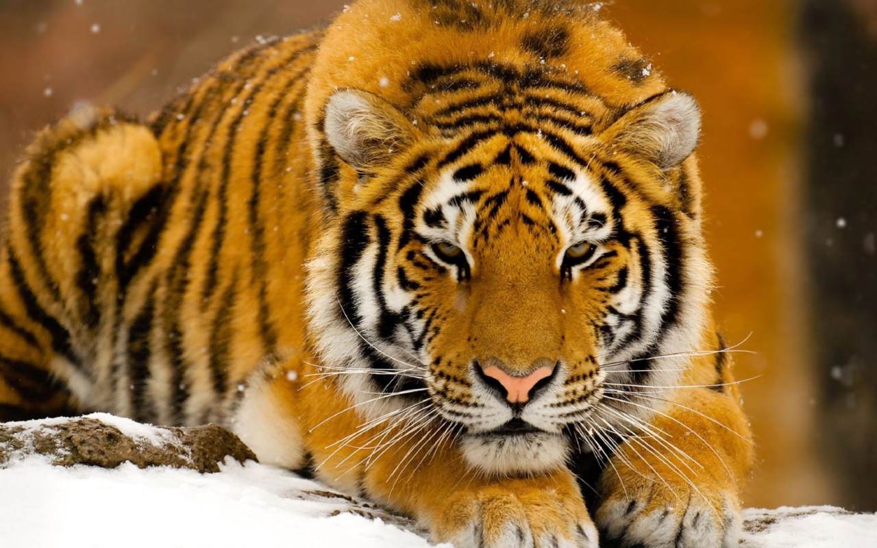 Screenshot №1 pro téma Siberian Tiger 1280x800
