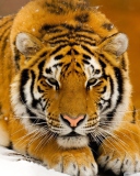 Screenshot №1 pro téma Siberian Tiger 128x160