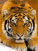 Sfondi Siberian Tiger 132x176