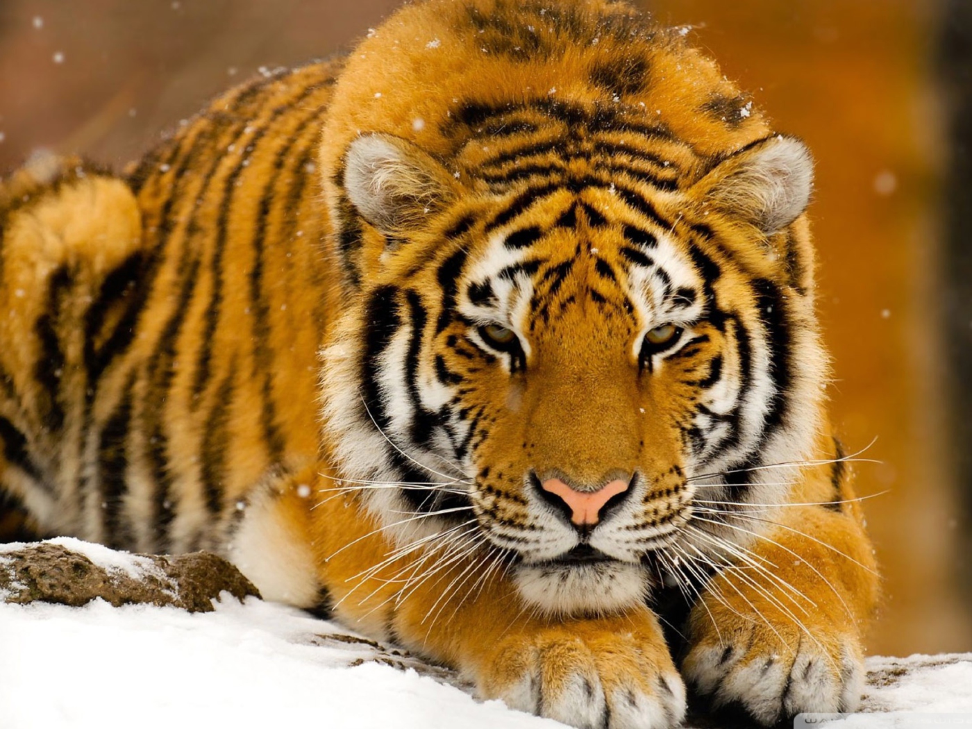 Fondo de pantalla Siberian Tiger 1400x1050