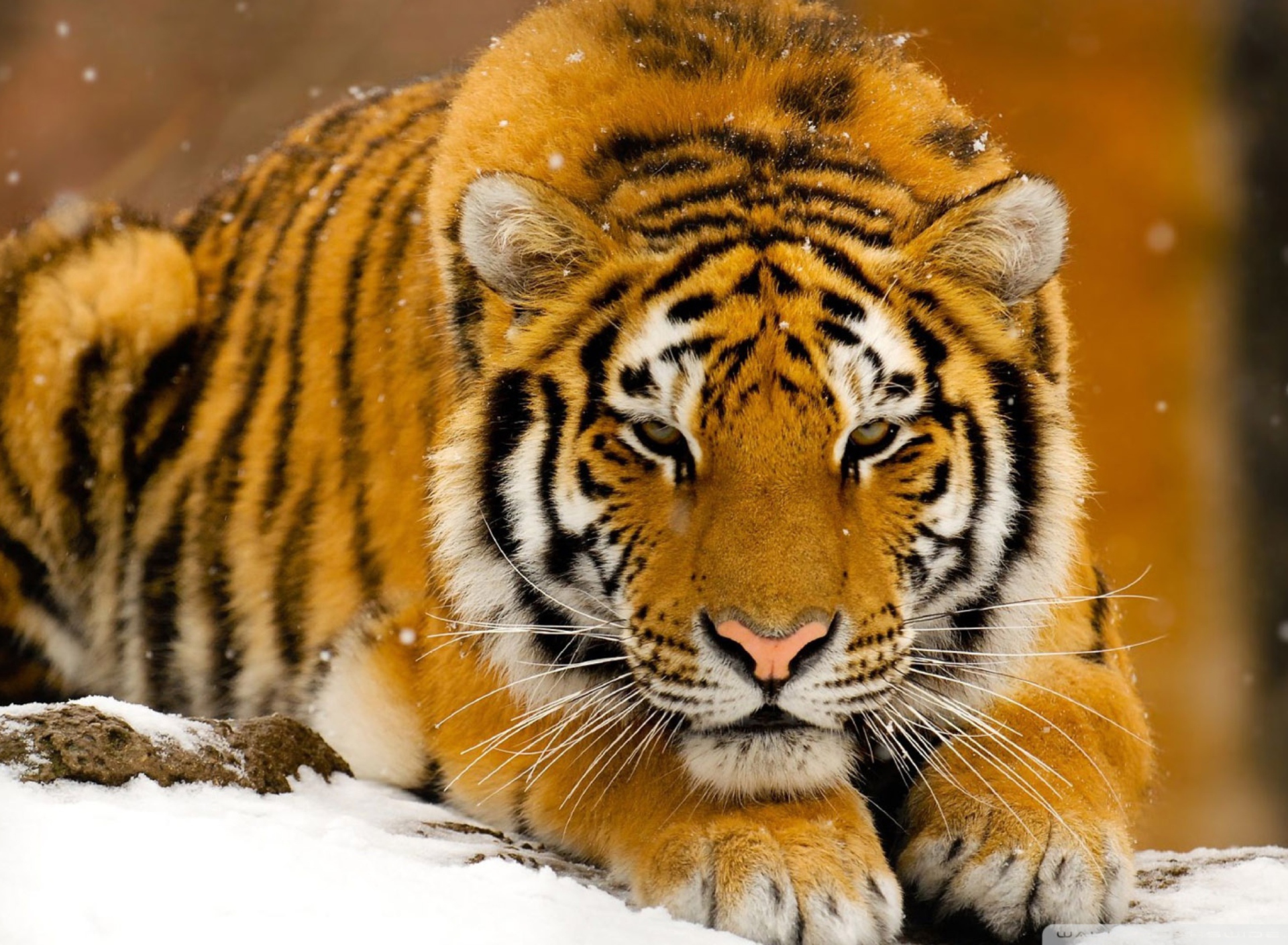 Siberian Tiger wallpaper 1920x1408