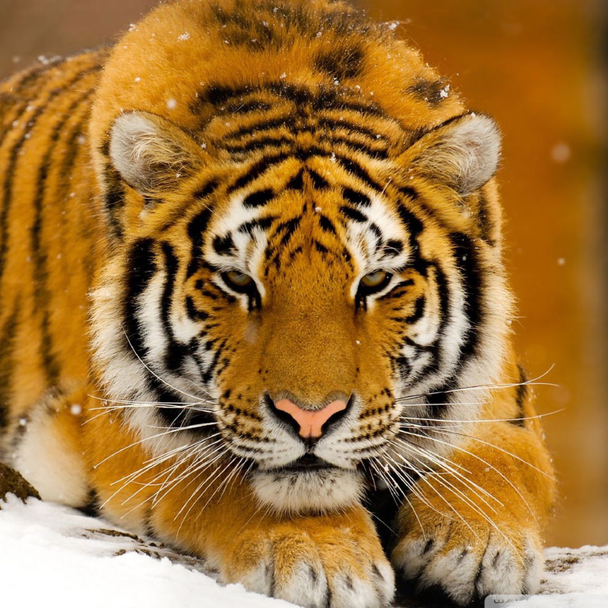 Das Siberian Tiger Wallpaper 2048x2048