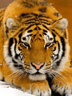 Screenshot №1 pro téma Siberian Tiger 240x320