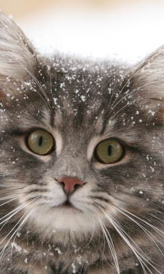 Cat - Winter Coat screenshot #1 240x400