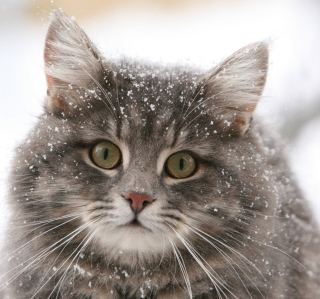 Cat - Winter Coat sfondi gratuiti per iPad mini