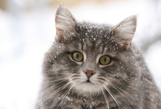 Cat - Winter Coat - Obrázkek zdarma pro 1280x720