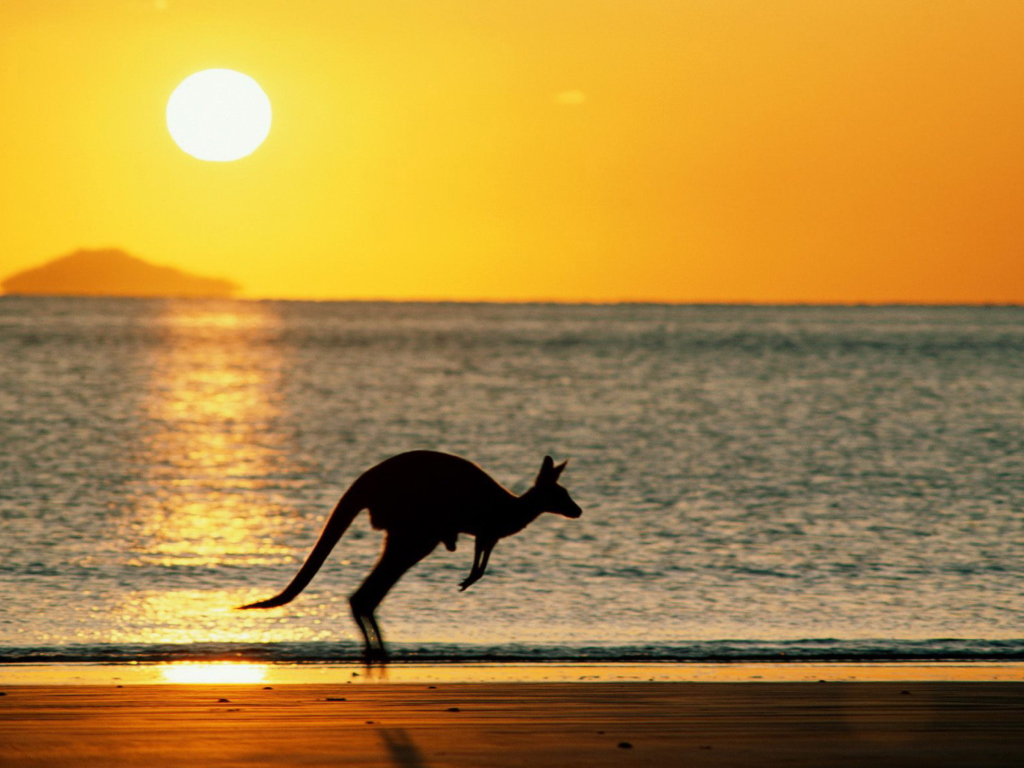 Обои Australian Kangaroo 1024x768