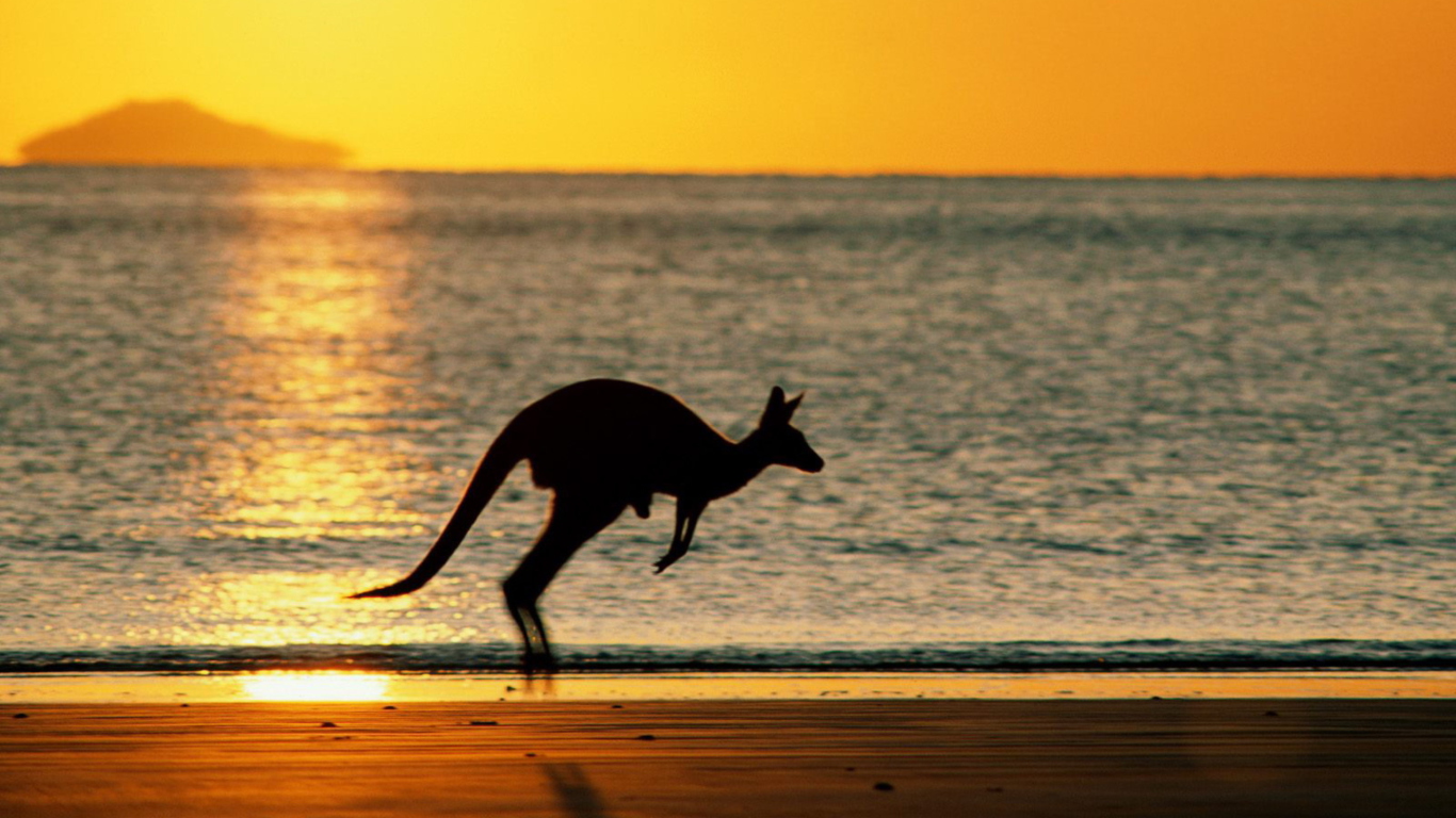 Screenshot №1 pro téma Australian Kangaroo 1366x768