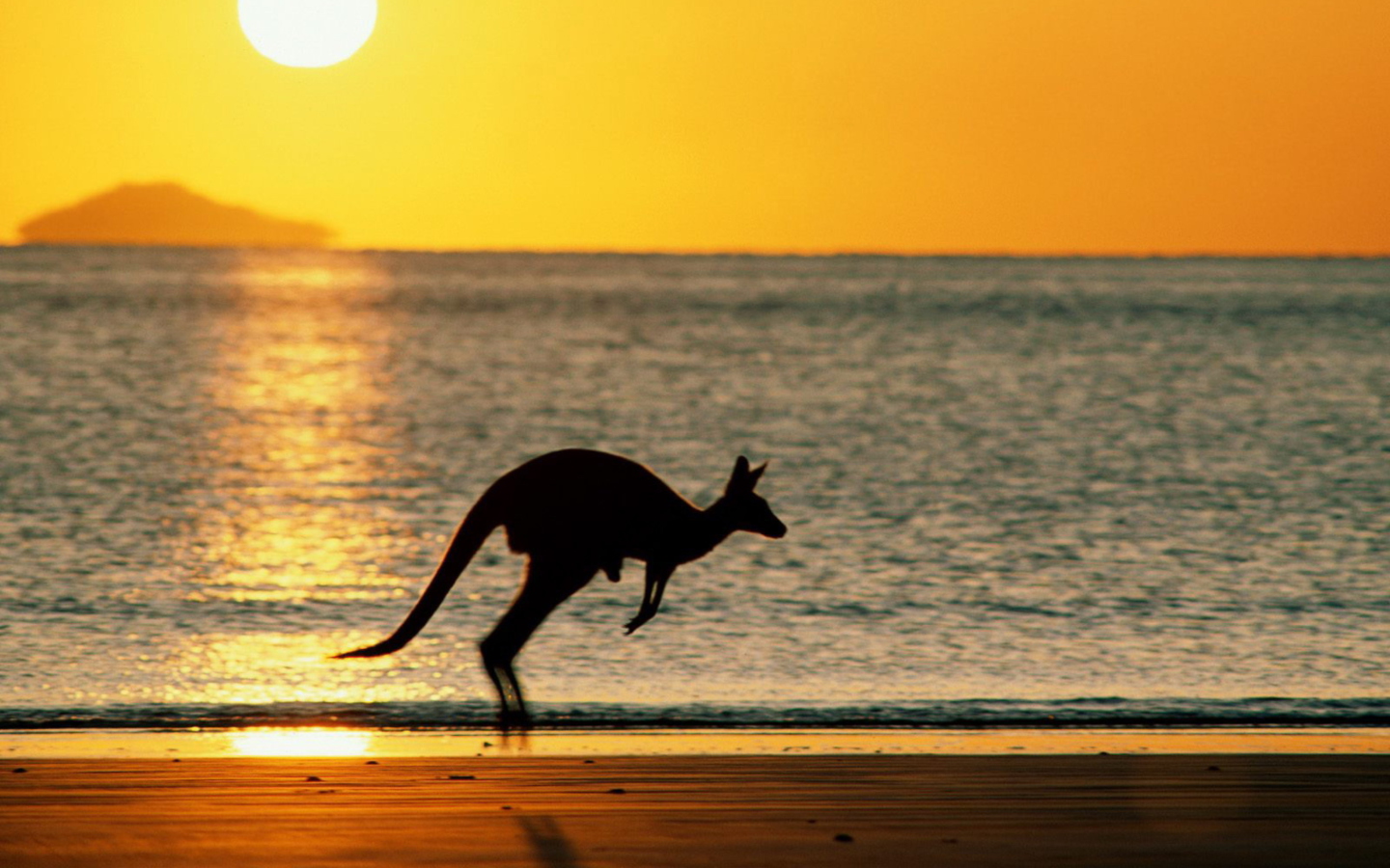 Screenshot №1 pro téma Australian Kangaroo 1440x900