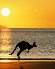 Screenshot №1 pro téma Australian Kangaroo 176x220