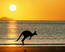 Обои Australian Kangaroo 220x176