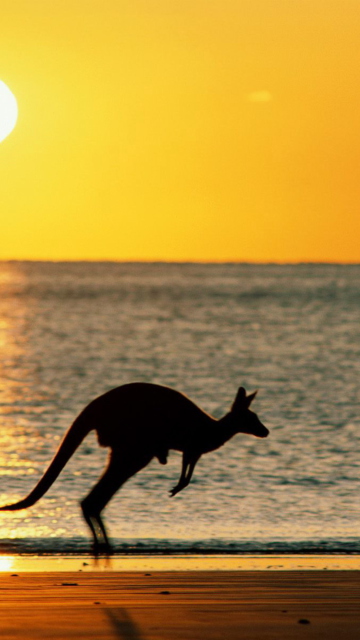 Das Australian Kangaroo Wallpaper 360x640