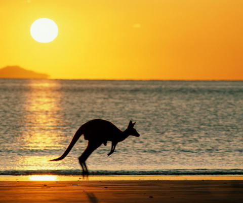 Das Australian Kangaroo Wallpaper 480x400