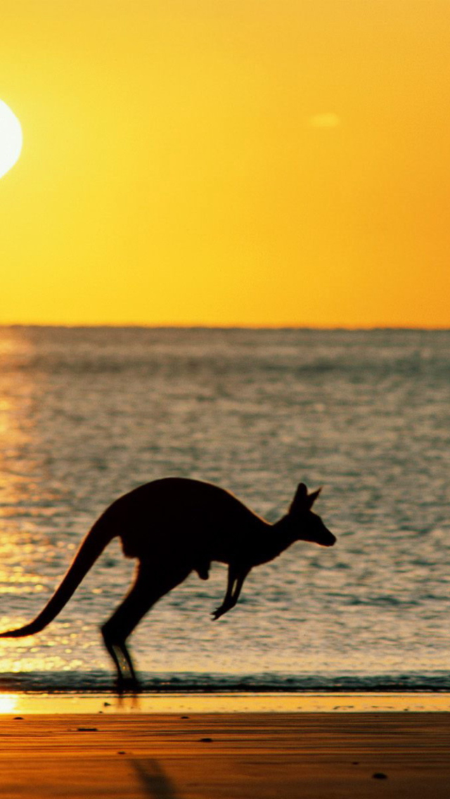 Das Australian Kangaroo Wallpaper 640x1136