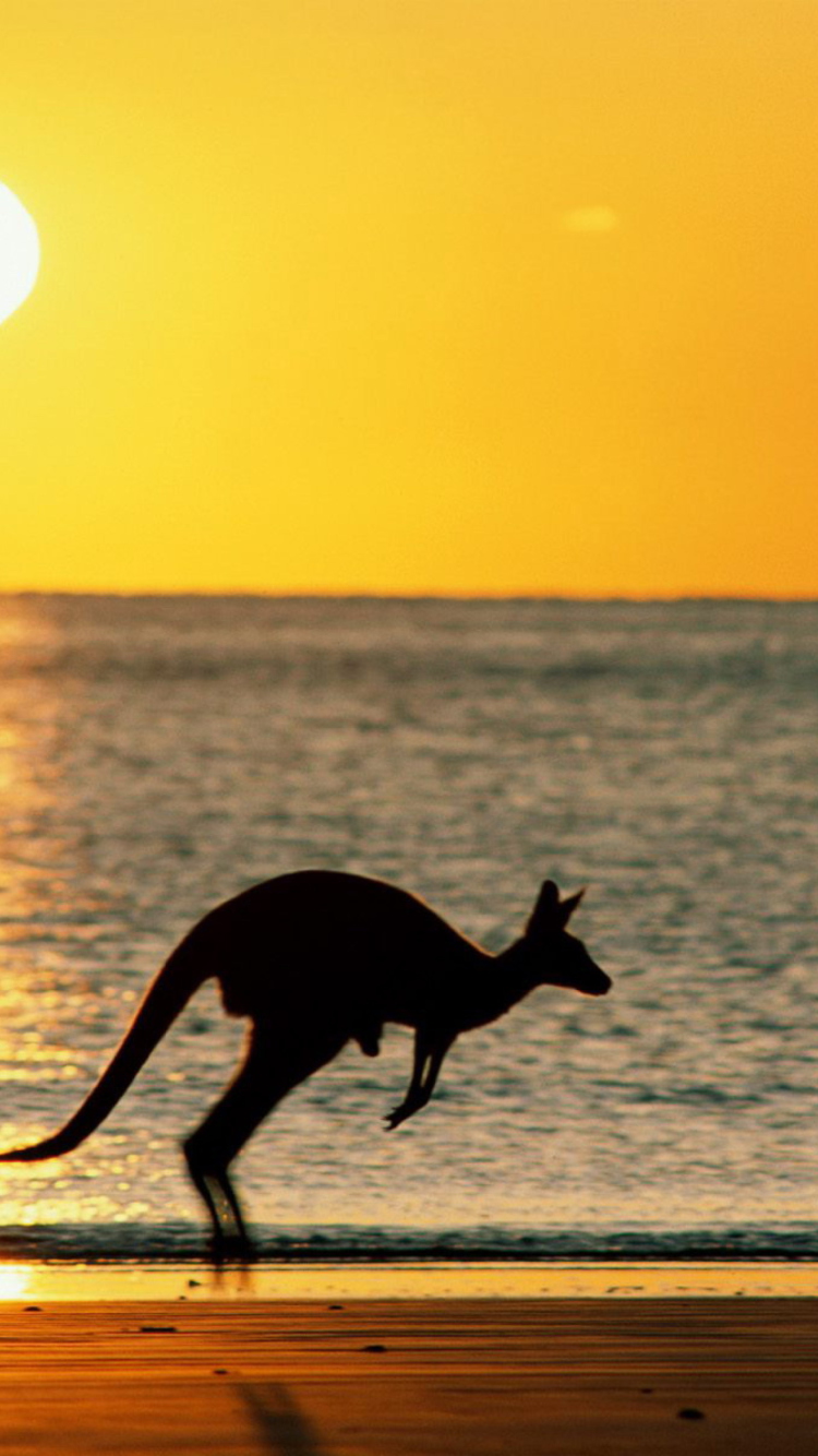 Fondo de pantalla Australian Kangaroo 750x1334