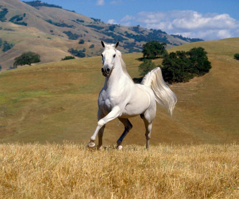 Sfondi Young White Horse 960x800