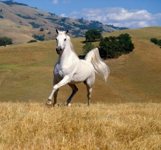 Young White Horse - Obrázkek zdarma pro 128x128