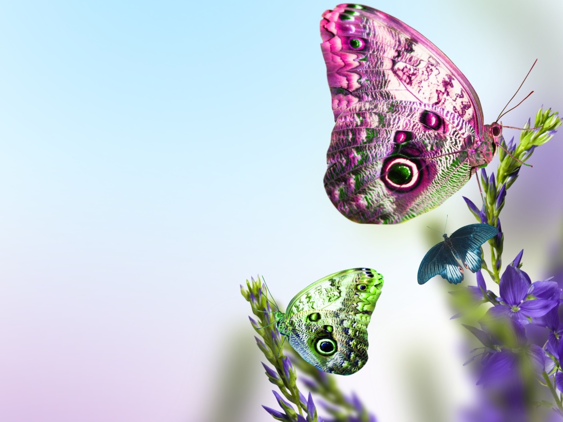 Tender Butterfly HD wallpaper 1152x864