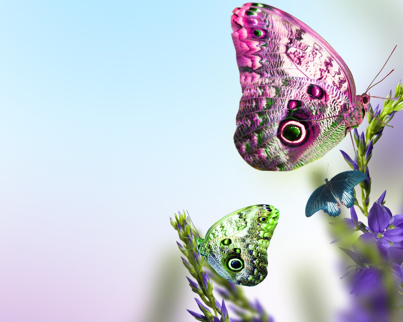 Das Tender Butterfly HD Wallpaper 1280x1024