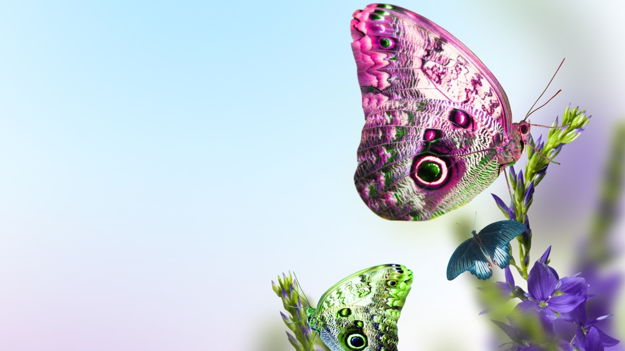 Das Tender Butterfly HD Wallpaper 1280x720