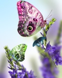 Das Tender Butterfly HD Wallpaper 128x160