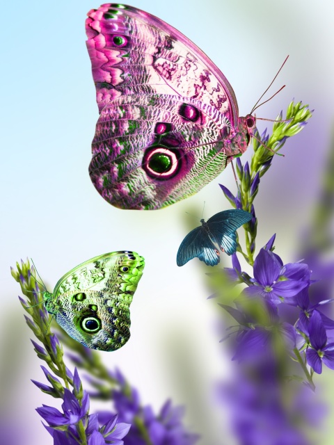 Screenshot №1 pro téma Tender Butterfly HD 480x640