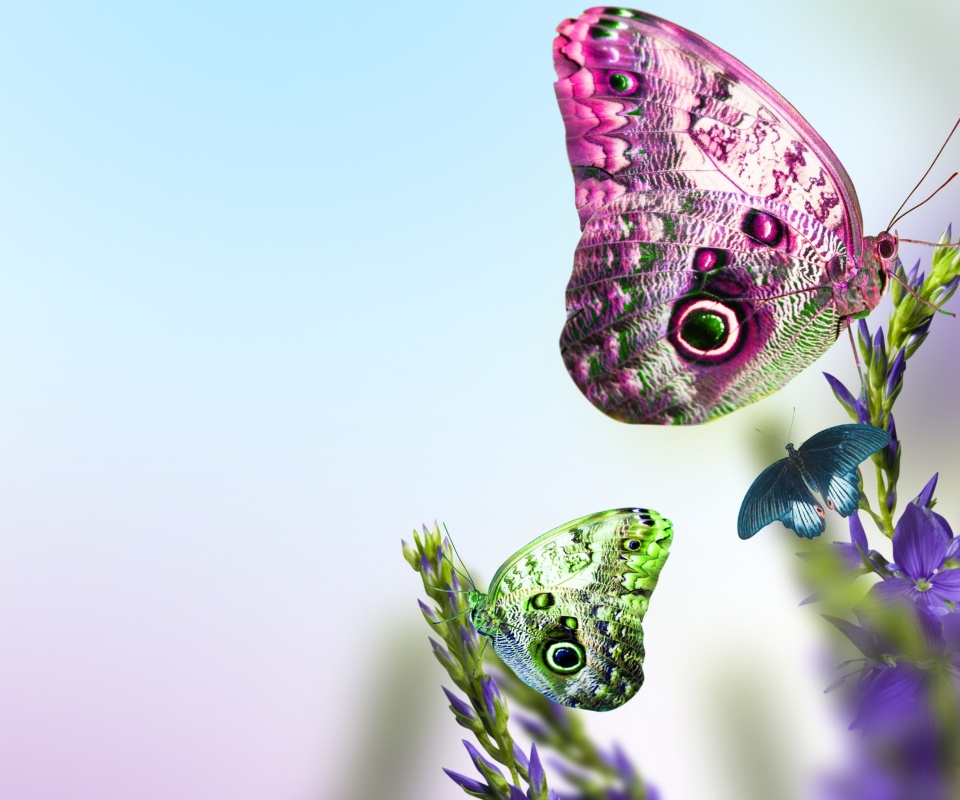 Das Tender Butterfly HD Wallpaper 960x800