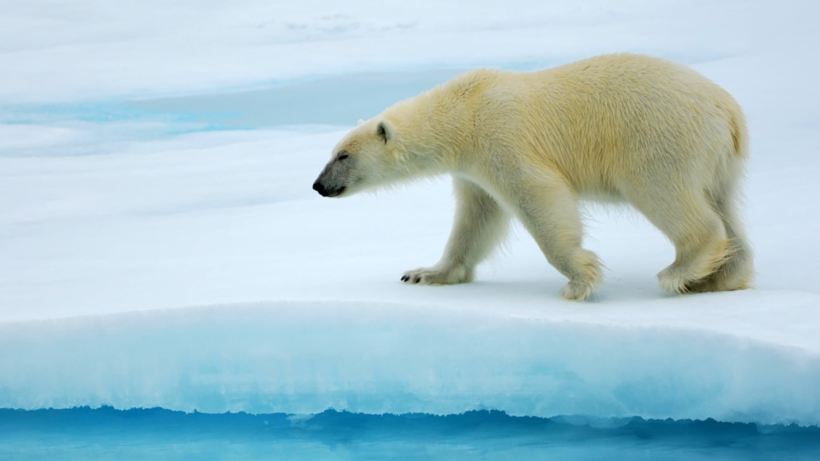 Polar Bear screenshot #1 1600x900