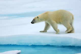 Polar Bear - Obrázkek zdarma pro Samsung Galaxy Ace 3