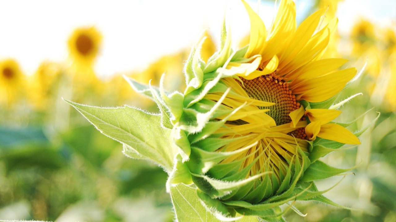 Screenshot №1 pro téma Blooming Sunflower 1280x720