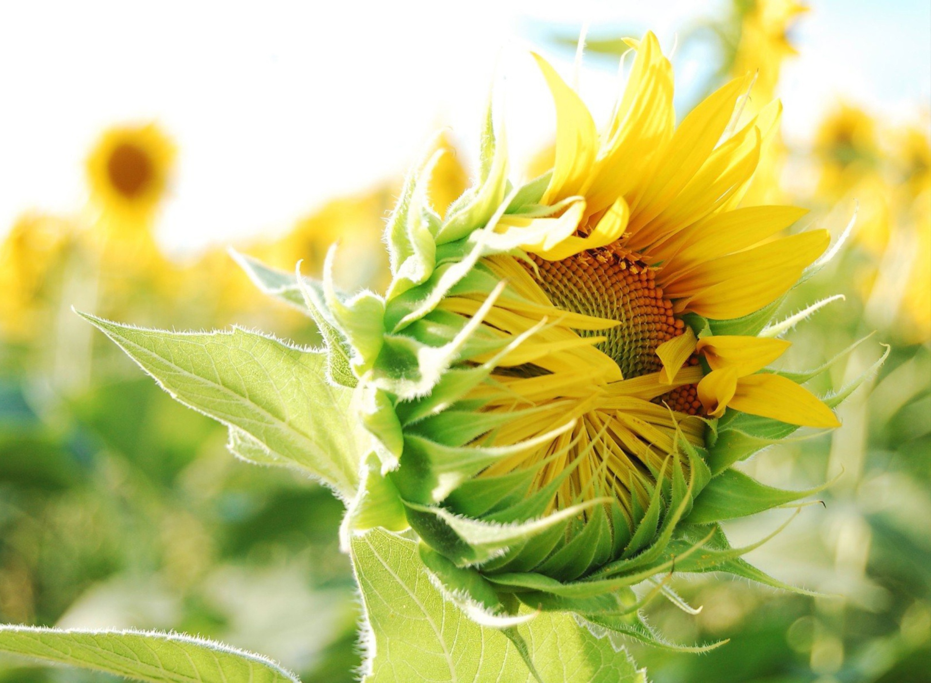 Das Blooming Sunflower Wallpaper 1920x1408