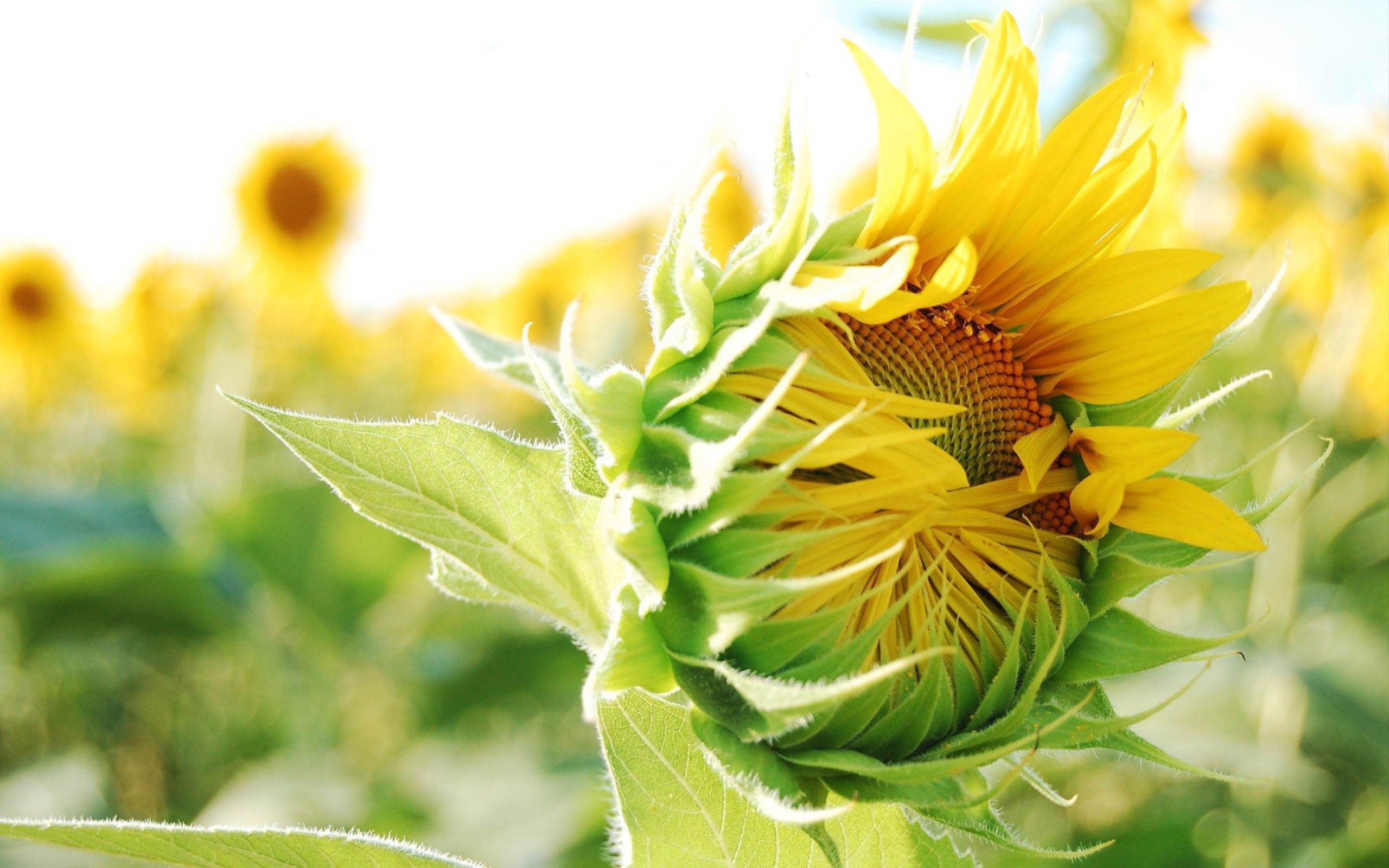 Blooming Sunflower wallpaper 2560x1600