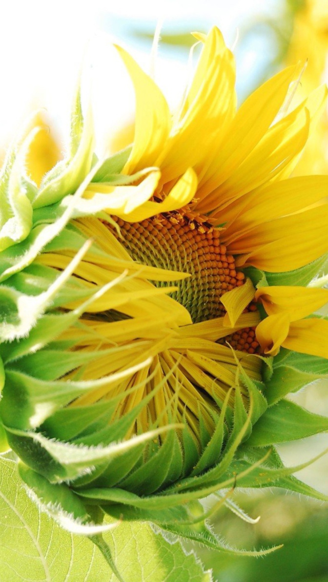 Screenshot №1 pro téma Blooming Sunflower 640x1136