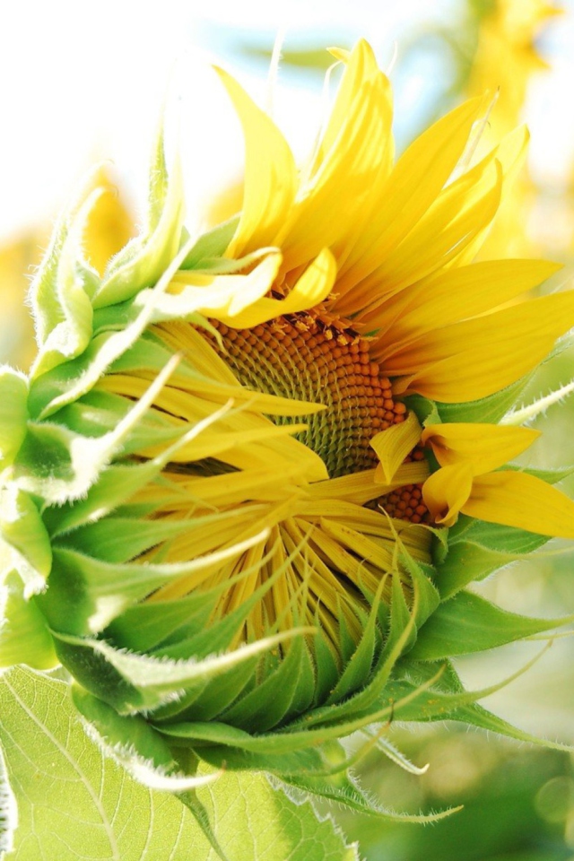 Blooming Sunflower screenshot #1 640x960