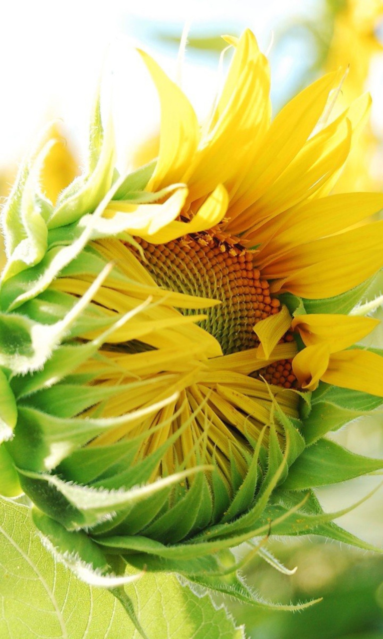 Fondo de pantalla Blooming Sunflower 768x1280