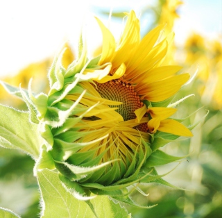 Blooming Sunflower - Obrázkek zdarma pro 208x208