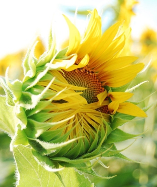 Blooming Sunflower - Obrázkek zdarma pro Nokia C1-01