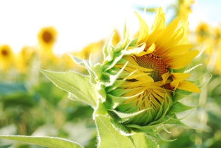 Blooming Sunflower - Obrázkek zdarma pro HTC Desire HD