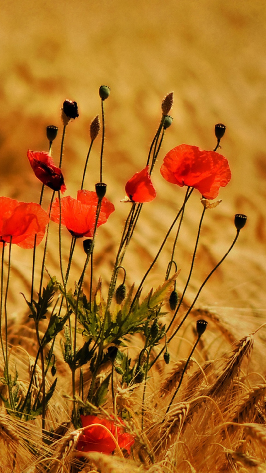 Das Poppies Wallpaper 1080x1920