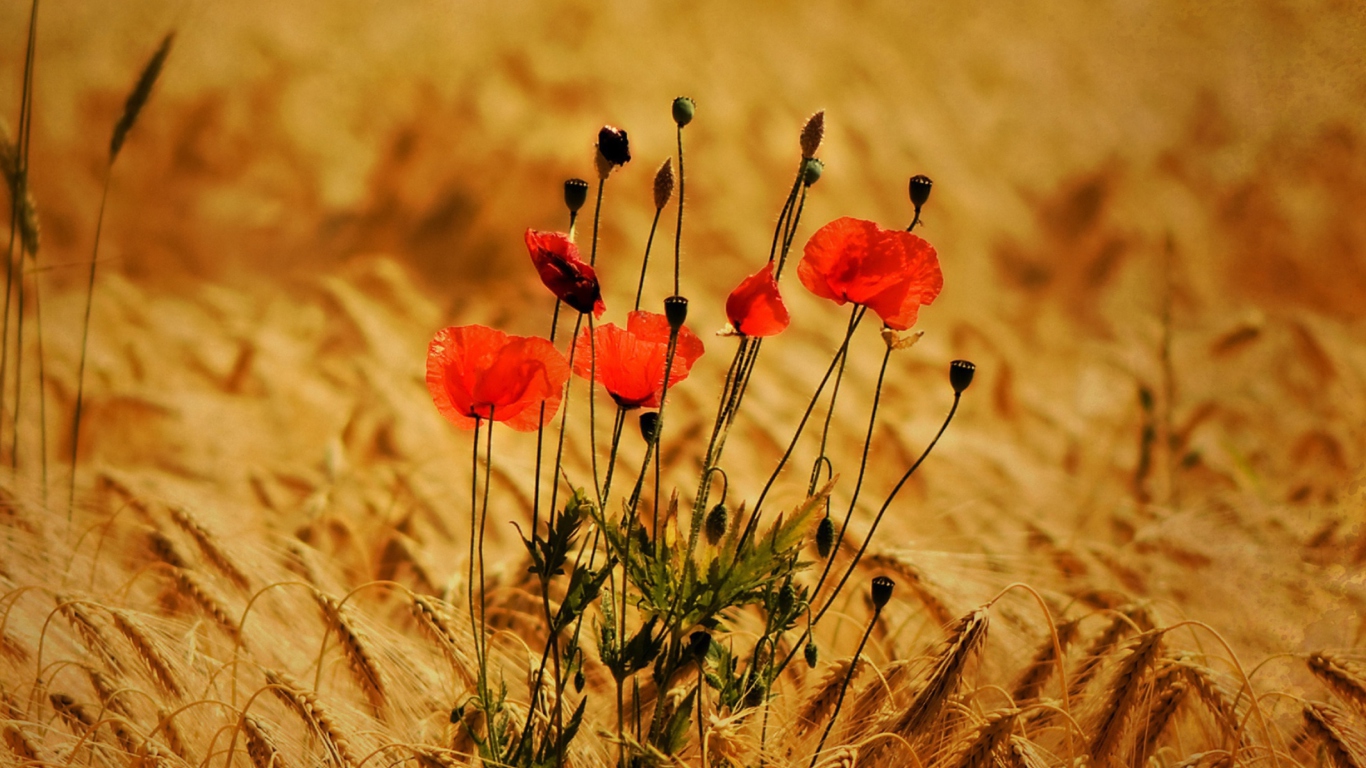 Screenshot №1 pro téma Poppies 1366x768