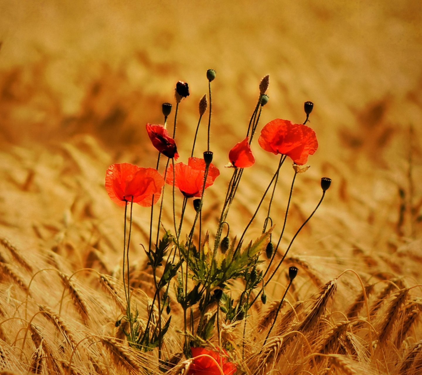 Poppies wallpaper 1440x1280