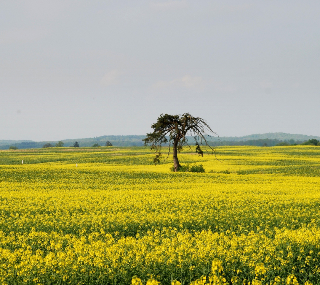 Das Yellow Meadow Landscape Wallpaper 1080x960