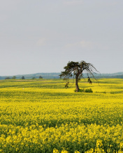 Screenshot №1 pro téma Yellow Meadow Landscape 176x220