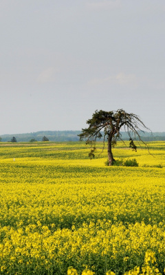 Fondo de pantalla Yellow Meadow Landscape 240x400