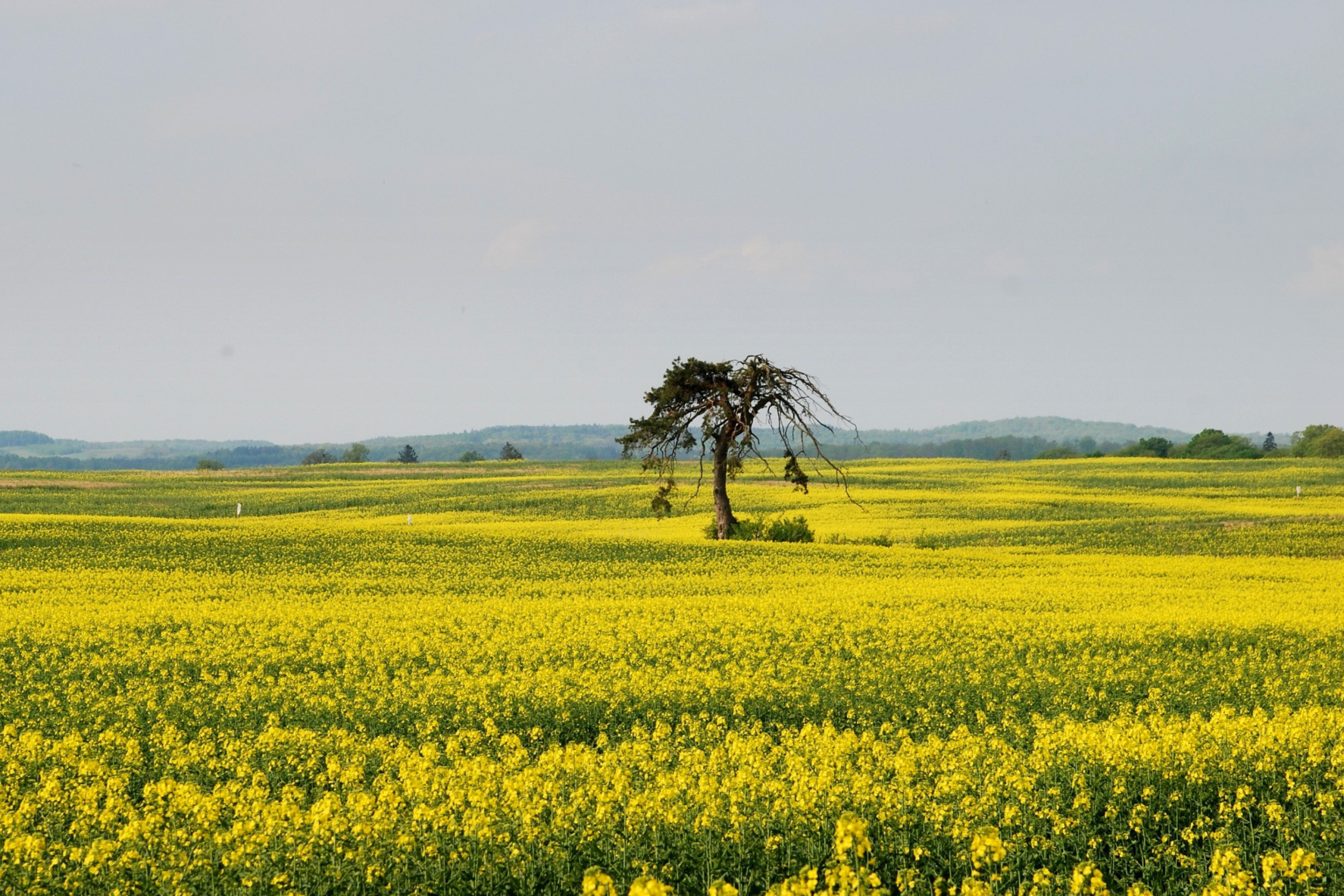 Screenshot №1 pro téma Yellow Meadow Landscape 2880x1920