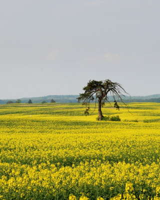 Yellow Meadow Landscape - Obrázkek zdarma pro Nokia Asha 310