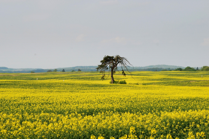 Обои Yellow Meadow Landscape