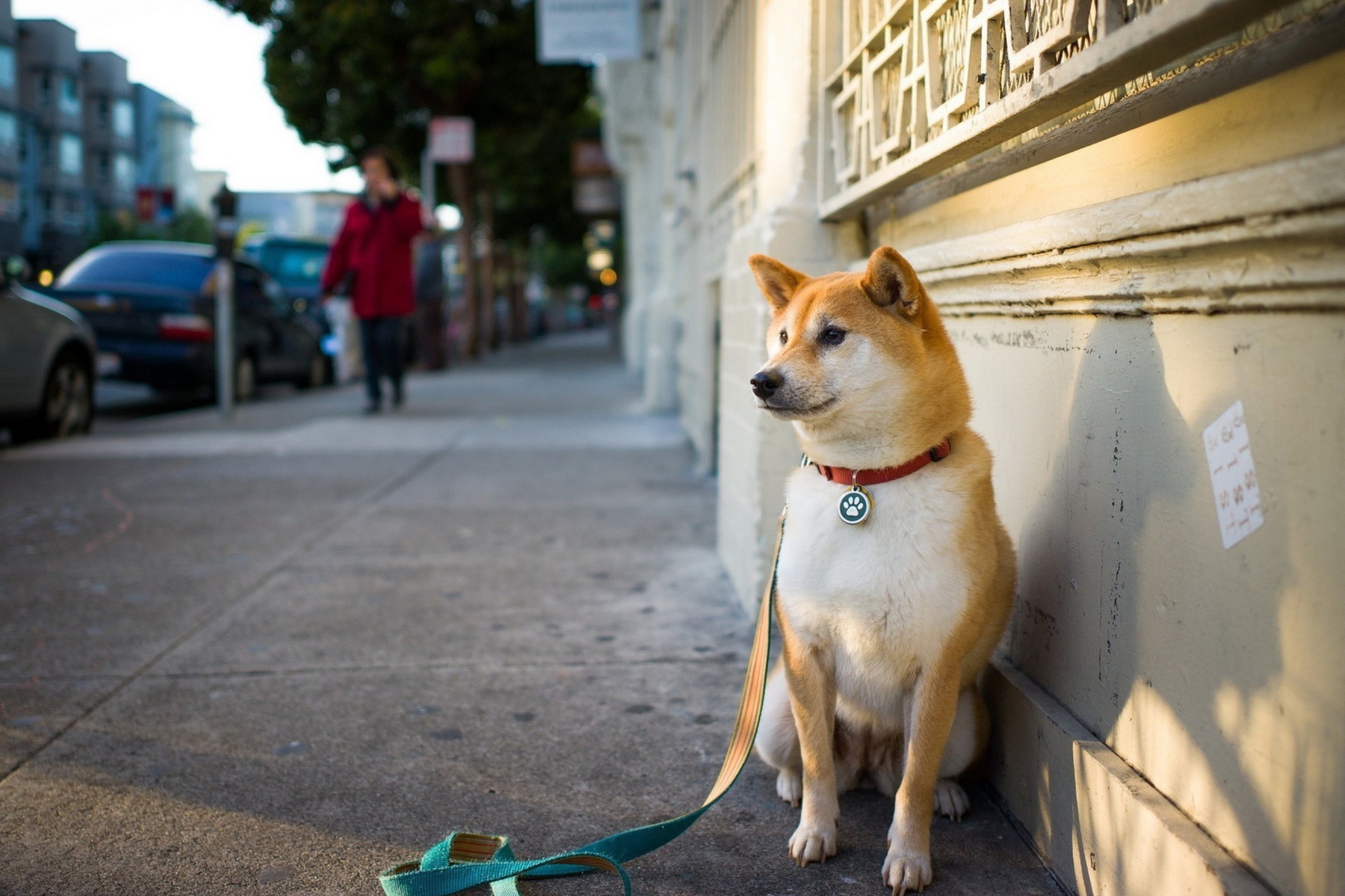 Обои Dog On Street 2880x1920